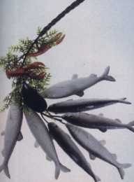 Herring...Braid
